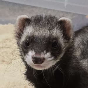 Badger: A black sable ferret is standing in a rice bin. He has a dark nose.