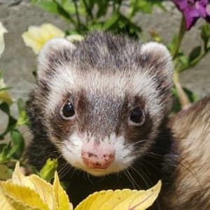 Banana: A sable ferret is standing in a garden, looking towards the viewer. She has a slightly speckled nose.
