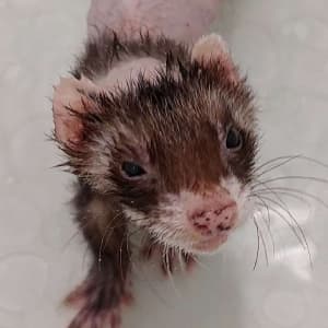 Bandit: A sable ferret standing in a bath tub. A majority of his fur is gone due to adrenal.