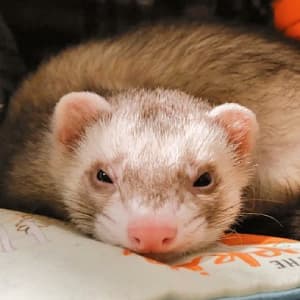 Beans: A champagne ferret glares straight towards the viewer. Known for ear crimes.