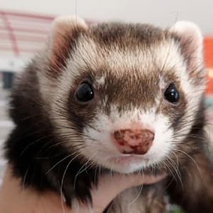Beef: A sable ferret being held is looking past the viewer. He has a very speckled nose.