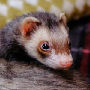 Bruce: A sable ferret lays on a blanket.