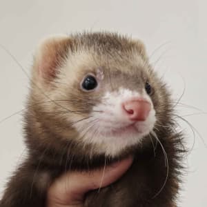 Cashew: A chocolate ferret looks off to the side. He is easily distinguished from the others due to his short tail.