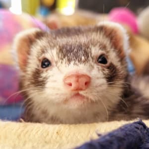 Cheese: A sable ferret looks straight at the viewer. She can sometimes be distinguished due to her 'warpaint' mask, where the mask is not connected together.