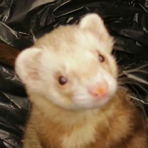 Chili: A champagne ferret looks up as he's sitting in a trash can.