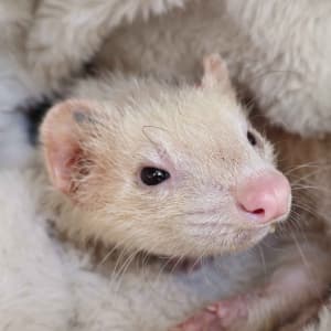 Cowboy: A white ferret peeks from a white blanket. He has little fur due to adrenal.