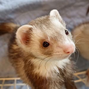 Demeter: A champagne ferret stands against a gate, looking upwards.