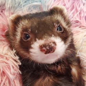 Eddie: A sable ferret laying on a fuzzy blanket. His nose is very speckled.