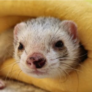 Felix: A silver ferret peeks out from a yellow bed. He has large dark specks on his nose.