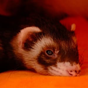 Fig: A sable ferret laying in an orange bed, seemingly looking at the viewer. He has a few specks on his nose.