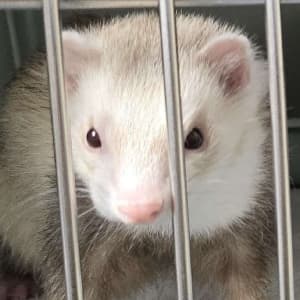 Finn: A champagne ferret stands behind cage bars. His mask is faint.
