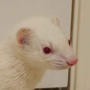 Ghost: An albino ferret looks off to the side.