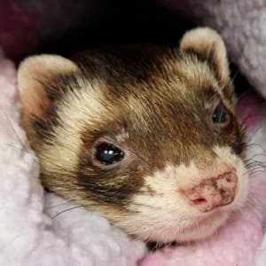 Grandpa: A sable ferret wrapped in a soft white blanket. He has a speckled nose.