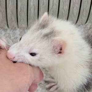 Hazelnut: A silver ferret with a mostly white head is biting a hand.