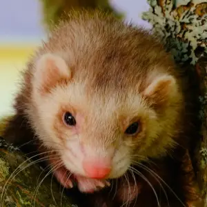 Henry: A champagne ferret perched on a tree. He has front milky toes. Known for having more than half of his brain being scar tissue yet learning new things.