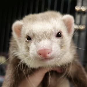 Kahlua: A champagne ferret being held and looking at the viewer. Known for ear crimes.