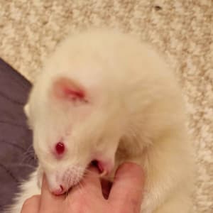 Kyo: An albino ferret playfully biting a hand.