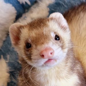 Latte: A champagne ferret is sitting on a cloud bed and is looking at the viewer.