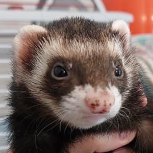 Loki: A sable ferret being held. She has a few specks on her nose.