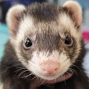 Louise: A sable ferret being held and looking towards the viewer.