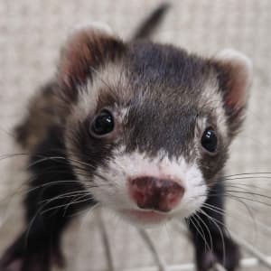 Lucky: A black sable ferret stands against a gate, looking upwards. His mask almost reaches the top of his head, and he has a dark nose.
