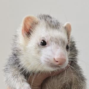 Luna: A silver ferret being held and looking off to the side.