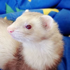 Mai Tai: A champagne ferret sits on a blue blanket, looking towards the left. She has red eyes and white mitts.