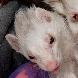 Max: A white ferret laying on his back. His tongue is slightly sticking out.