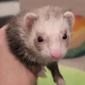 Mimosa: A champagne ferret being held. She has milky toes, and her mask is very faint.