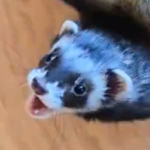Mishka: A sable ferret with her mouth open. Known for being a biter.