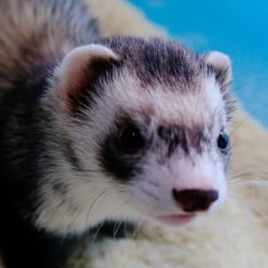 Mistoffelees: A sable ferret sits in a rice bin. He has a dark nose and white mitts (front only).