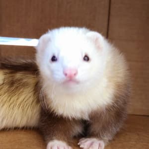 Mocha: A champagne panda (white head + white mitts) ferret lays in a box, looking at the viewer.