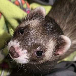 Moose: A sable ferret looks up towards the viewer. He has a dark nose.