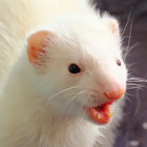 Mouse: A white ferret is in a playful stance with her mouth open.