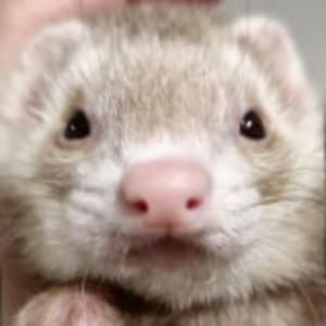 Moxie: A champagne ferret stares directly towards the viewer.