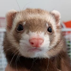 Nacho: A chocolate ferret being held.