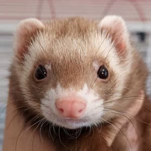 Onion: A champagne ferret being held and looking towards the viewer. Known for escape attempts and has even succeeded a few times.