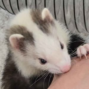 Peanut: A blaze ferret biting on a hand. Her white head marking is quite large, and she also has white mitts.