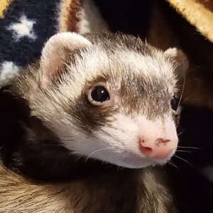 Peepo: A sable ferret sits on a blanket.