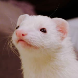 Pepper: A white ferret looking off to the side.