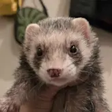 Pepper_2: A sable ferret being held. The mix of black and white fur makes him almost gray. He as a speckled nose.