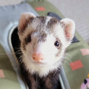 Pickle: A blaze ferret looking towards the viewer. His mask is subtle.