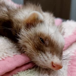 Rose: A sable ferret laying on a white and pink blanket.