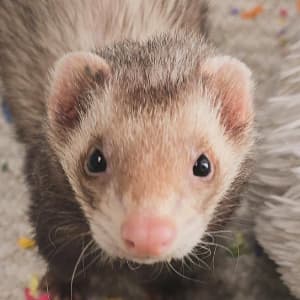 Rusty: A champagne ferret looking towards the viewer.