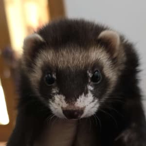 Sai: A black sable being held. She has white spots under her eyes and a dark nose.