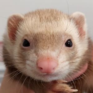 Salsa: A champagne ferret being held and looking towards the viewer.