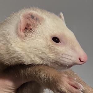 Salt: A champagne ferret being held. She has no mask.