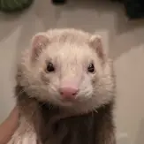 Salt_2: A champagne panda (white head + white mitts) ferret being held.