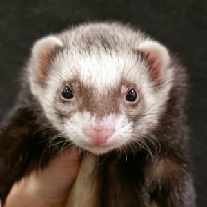 Scotch: A sable ferret being held.