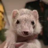 Skye: A white ferret being held. She has black markings on her head, as well as a large black speck on her nose.